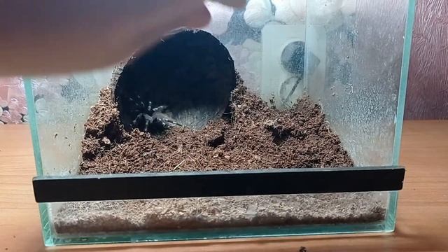 Новый террариум exo terra для паука птицееда Nhandu chromatus смотреть онлайн