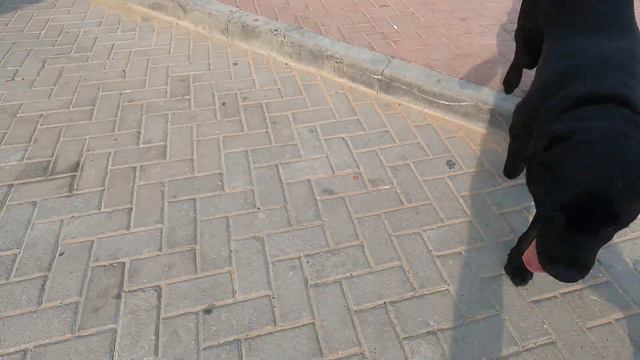 Регистрация пса в Дубае смотреть онлайн