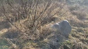 Утро на ферме. Коровы, козы, лошади. Истобенские коровы и генетика