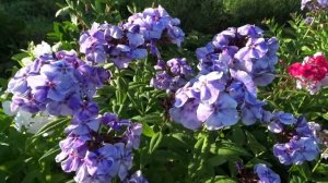 Флокс АЛЕКСАНДР ВОИН | обзор, описание, цветение, отзыв.