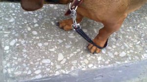 dachshund barking Такса лает.mp4