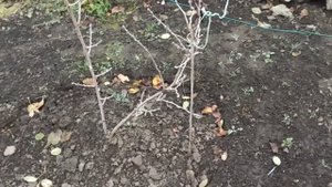 Актинидия зимует без укрытия. Мини-киви осенью...