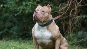 АМЕРИКАНСКИЙ БУЛЛИ  Плюсы и минусы  AMERICAN BULLY advantages and disadvantages !