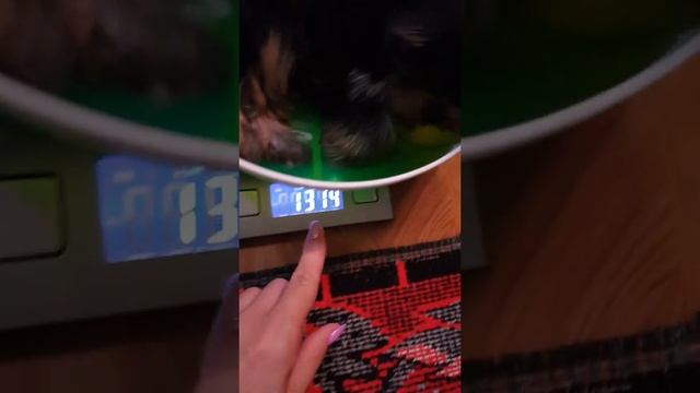 Вес йоркширского терьера в 3 месяца. смотреть онлайн