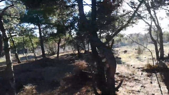 прогулка по сосновому лесу смотреть онлайн