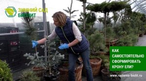 Как сформировать крону ели самостоятельно?