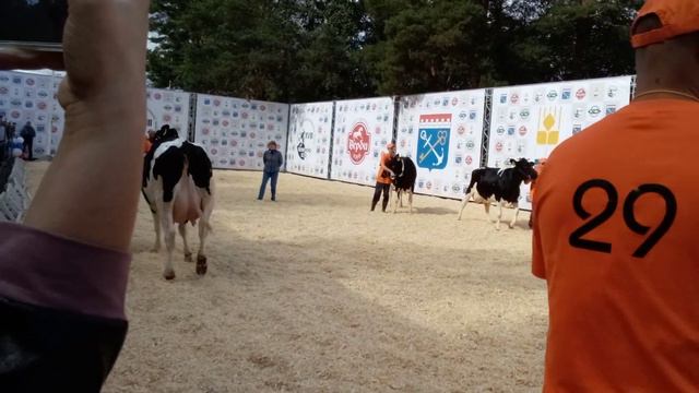 4 группа.выводка смотреть онлайн