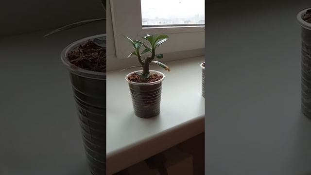 Первая обрезка адениума смотреть онлайн