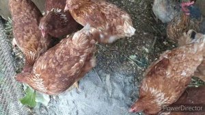 из архива: моя аптечка для кур! чем лечу кур. народная медицина! мой влог о деревенской жизни