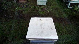 Обработка Бипином методом полива эмульсии в улочки и его результат.Beekeeping.