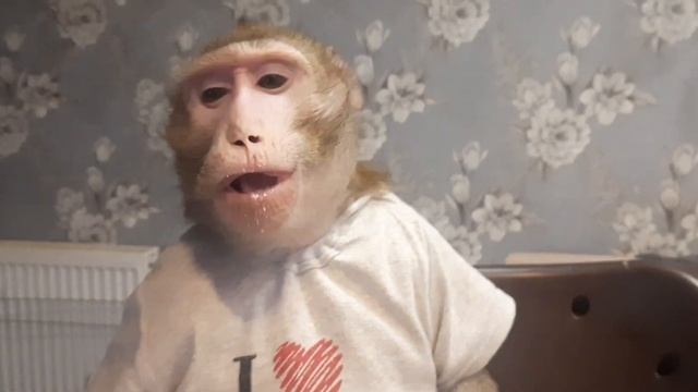 Мастер класс по обезьяньему этикету #monkey #макака #macaque #домашняяобезьяна