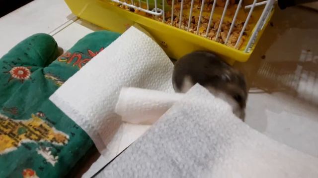 Джунгарик хочет тепла) смотреть онлайн