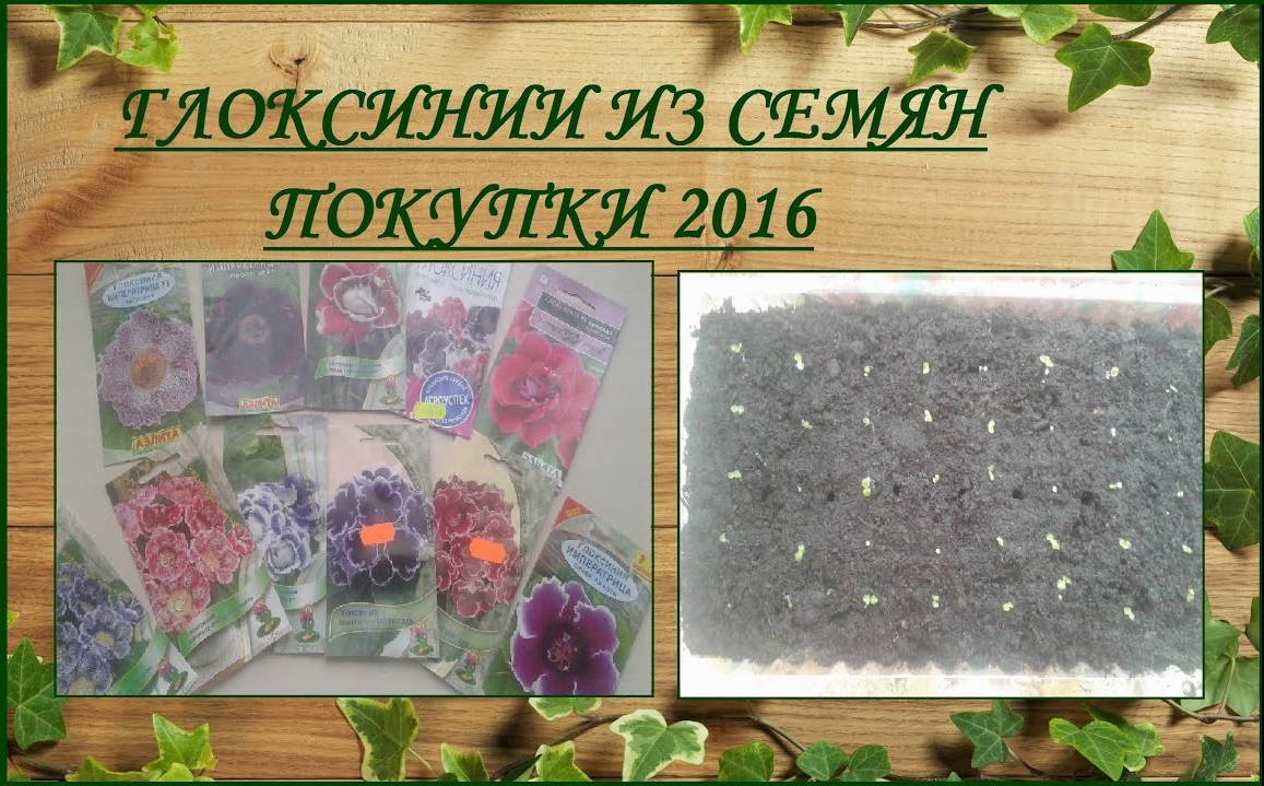 Купить Семена Глоксиний У Яны Федоровой