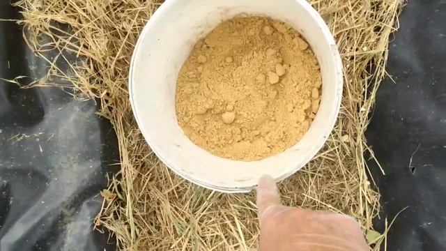 Чтобы клубника была СЛАДКАЯ И КРУПНАЯ ! Подкормите клубнику правильно и она завалит вас урожаем!