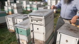 Метод Стоянова. Пасека на 145-ую рамку, сформирована и покои до весны...