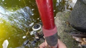 Ловля рыбы в луже. Вода кипит от рыбы