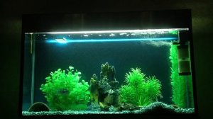 Аквариум с цихлидами на 150 литров