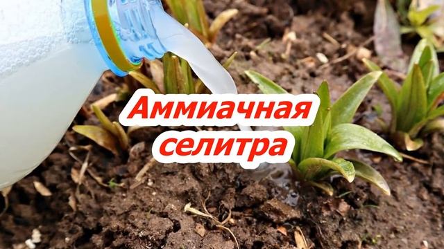 Подкормите этим лилии в апреле мае и цветение будет божественным. смотреть онлайн