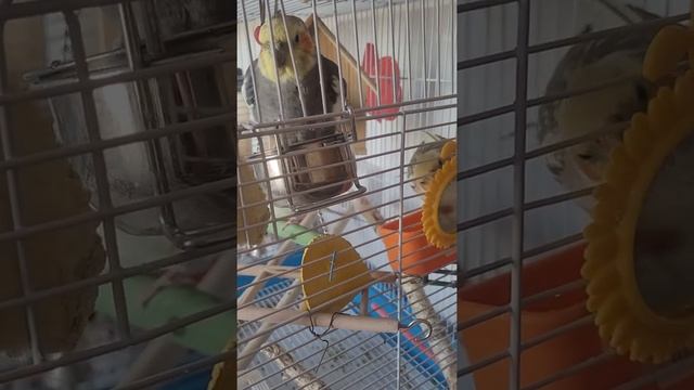 купание попугаев корелл и волнистиков (1) смотреть онлайн