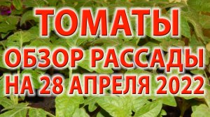 Томат. Развитие рассады на 28 апреля 2022