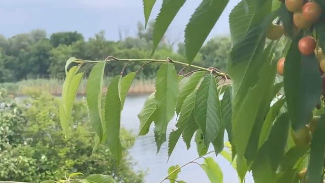 ДАНИЭЛЬ БОЙ.Я ОСТАЛСЯ САМ!( смотреть онлайн