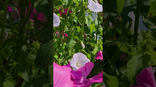 Лаватера в саду (lavatera).?