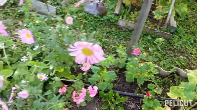 #29 Последний день лета 22 года. смотреть онлайн