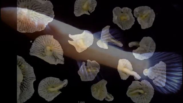 10 ВИДОВ ЖИВОТНЫХ, О КОТОРЫX ВЫ ЕЩЕ НЕ СЛЫШАЛИ смотреть онлайн