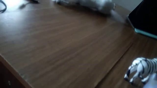 Вопросы от девочки. Видео про животных смотреть онлайн