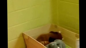 Рыжая Панда Прикол Танцы под музыку близнецов