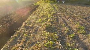 Скаут Т-15 Просто оранка