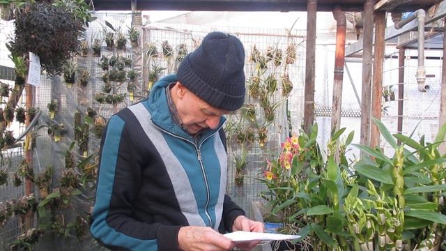 Dendrobium Oriental Smile 'Fantasy' uno dei più spetacolari ibridi di nobile смотреть онлайн