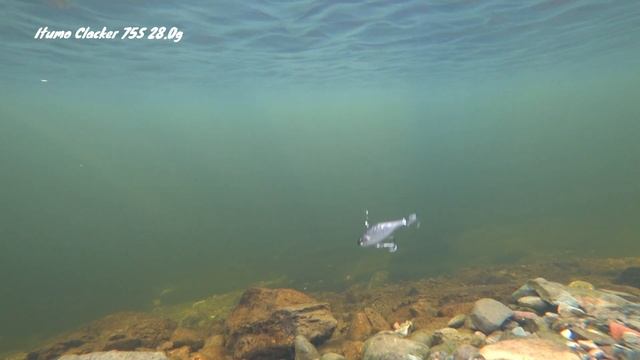 ? Для ловли хищника со льда ITUMO Clacker & ITUMO Gamauji смотреть онлайн