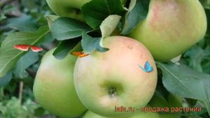 Яблоня обыкновенная Богатырь (malus bogatyr) ? Богатырь обзор: как сажать, саженцы яблони Богатырь