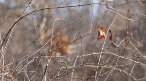 New Tamron 70-200mm F2.8 VC USD G2