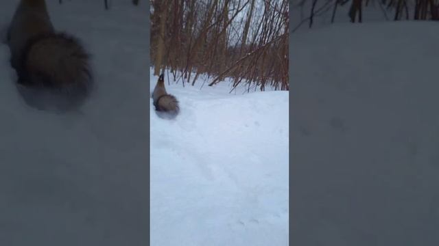 Девять утра Летний театр и 7 или 8 бодрых белок