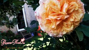 Роза шраб La Villa Cotta