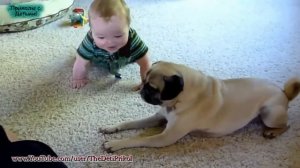 Ребенок и Мопс! Лучшая Подборка Приколов с Детьми и Животными!   The child and the Pug! Funny Kids!