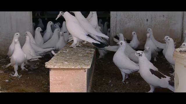 бакинские голуби баку 2017 смотреть онлайн