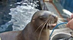 Морской лев перекусывает. A sea lion taking a snatch.