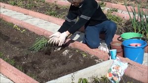 Высаживаем лук порей в открытый грунт