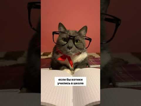 Школа котики