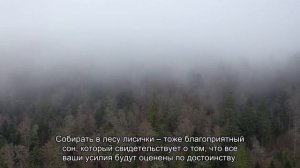 К чему снится грибы лисички? Толкование сна и его значение по сонникам Фрейда и Ванги