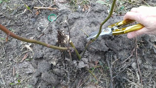 Весенняя ОБРЕЗКА РОЗ. Что вымерзло, что перезимовало хорошо