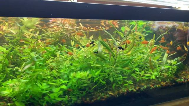 Новости с разводни молинезии гуппи тернеция растения смотреть онлайн