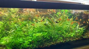 Новости с разводни молинезии гуппи тернеция растения