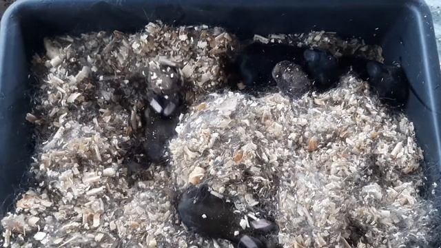 КРОЛЬЧАТАМ 5 ДНЕЙ/Кормление крольчат/Крольчиха бросила кроликов смотреть онлайн