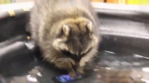 Енот в деле. Наглый, хитрый разбойник в маске против рыси, койотов, мусорных контейнеров