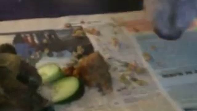 2 друга,Черепаха и Собака смотреть онлайн