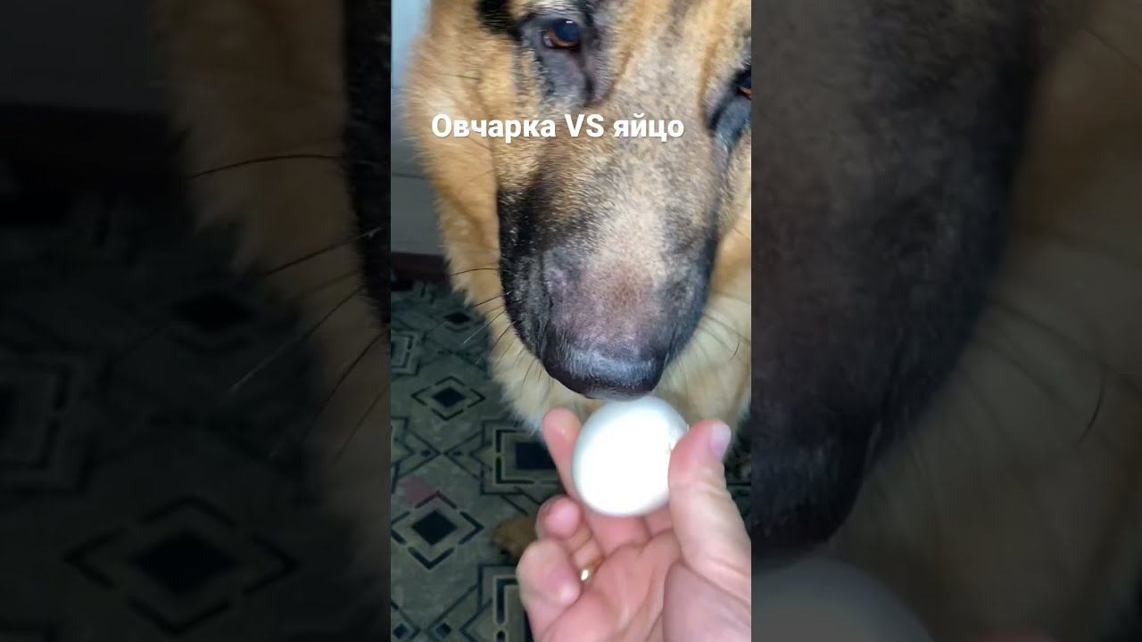 Локи ест варёное яйцо смотреть онлайн